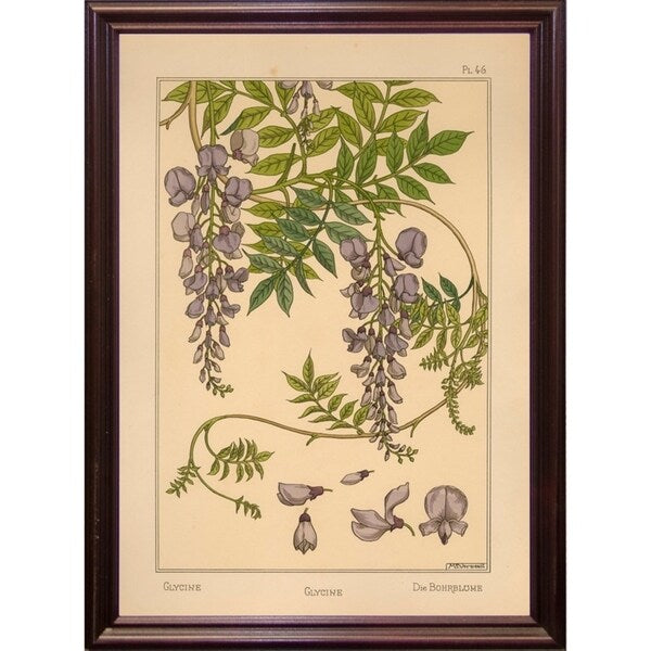Plate 46 - Glycine-VINAPP115326 Print 34.5"x24.5" by Vintage Apple Collection
