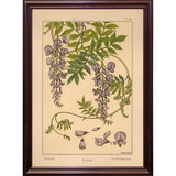 Plate 46 - Glycine-VINAPP115326 Print 34.5"x24.5" by Vintage Apple Collection