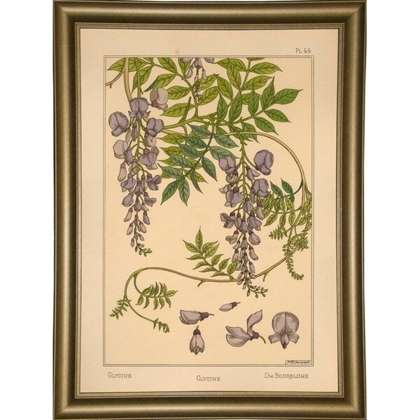 Plate 46 - Glycine-VINAPP115326 Print 34.5"x24.5" by Vintage Apple Collection