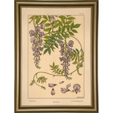 Plate 46 - Glycine-VINAPP115326 Print 34.5"x24.5" by Vintage Apple Collection