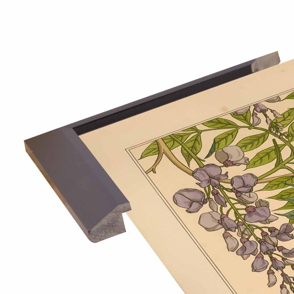Plate 46 - Glycine-VINAPP115326 Print 34.5"x24.5" by Vintage Apple Collection