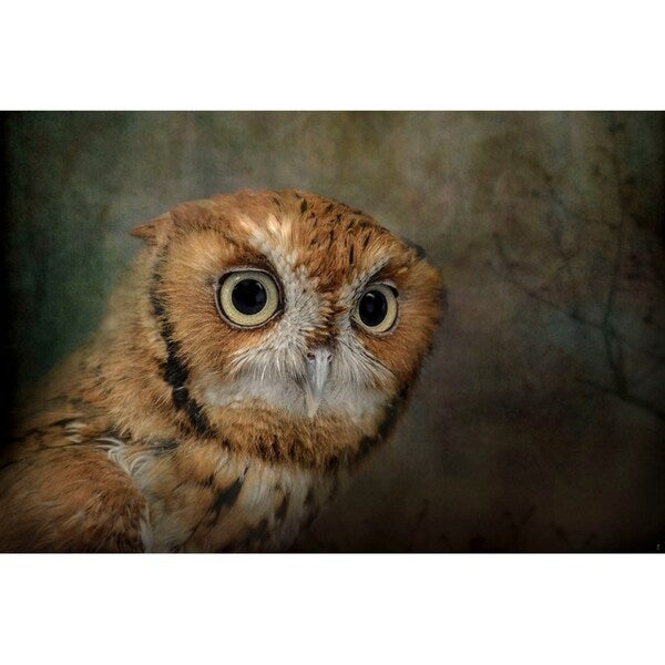 Portrait Of An Eastern Screech Owl-JAIJOH139864 Print 13.25"x20" by Jai Johnson