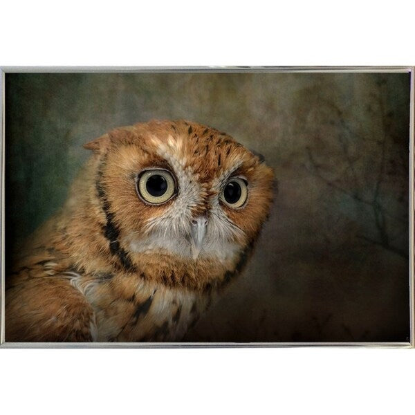 Portrait Of An Eastern Screech Owl-JAIJOH139864 Print 13.25"x20" by Jai Johnson