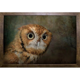 Portrait Of An Eastern Screech Owl-JAIJOH139864 Print 13.25"x20" by Jai Johnson