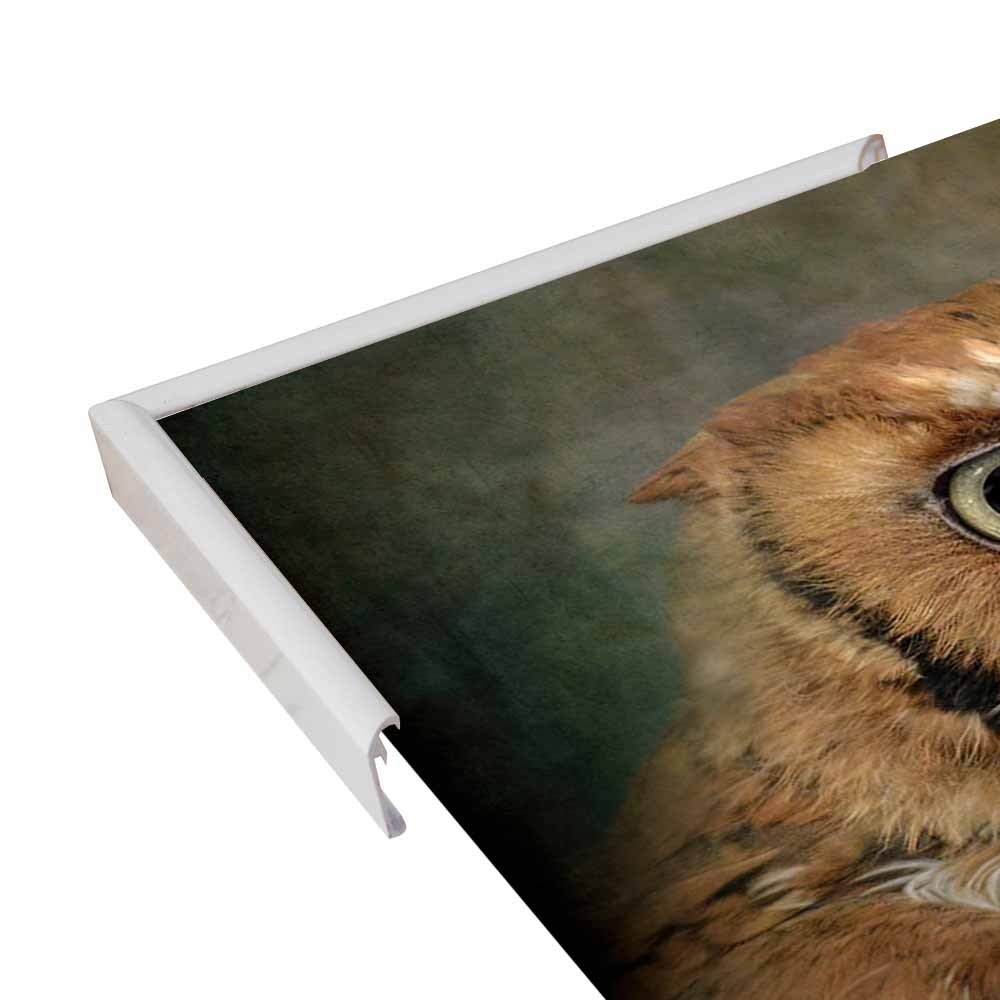 Portrait Of An Eastern Screech Owl-JAIJOH139864 Print 13.25"x20" by Jai Johnson