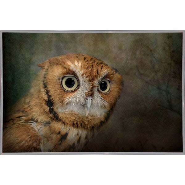 Portrait Of An Eastern Screech Owl-JAIJOH139864 Print 13.25"x20" by Jai Johnson
