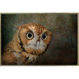 Portrait Of An Eastern Screech Owl-JAIJOH139864 Print 13.25"x20" by Jai Johnson