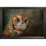 Portrait Of An Eastern Screech Owl-JAIJOH139864 Print 13.25"x20" by Jai Johnson