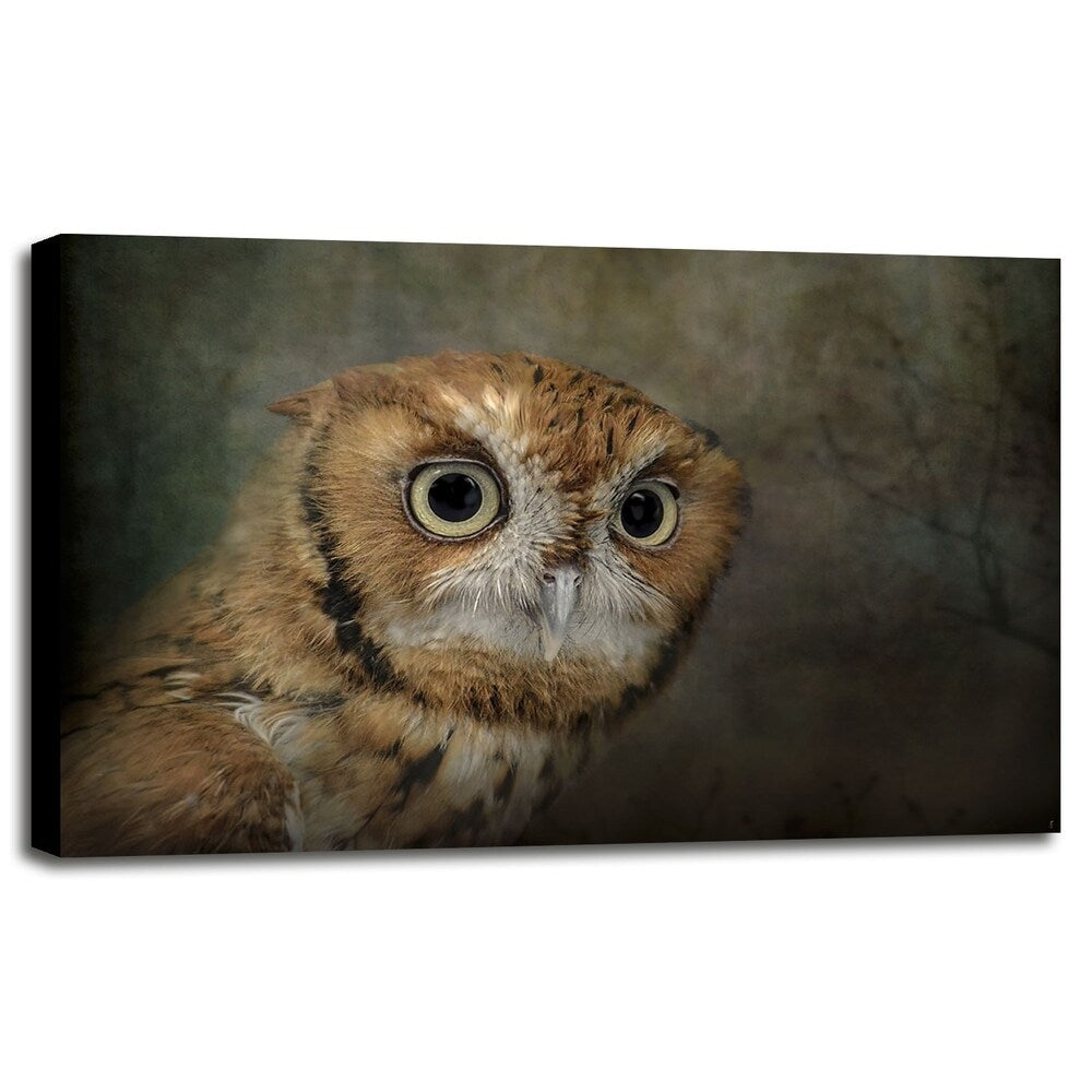 Portrait Of An Eastern Screech Owl-JAIJOH139864 Print 13.25"x20" by Jai Johnson