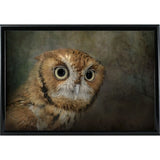 Portrait Of An Eastern Screech Owl-JAIJOH139864 Print 13.25"x20" by Jai Johnson
