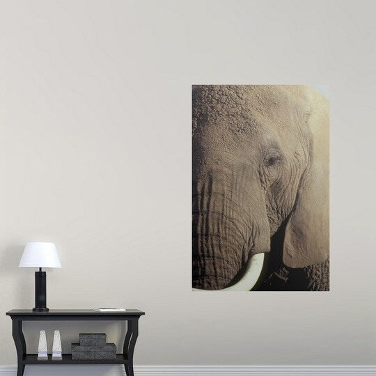 Poster Print entitled Close-up of African Elephant's face - Multi