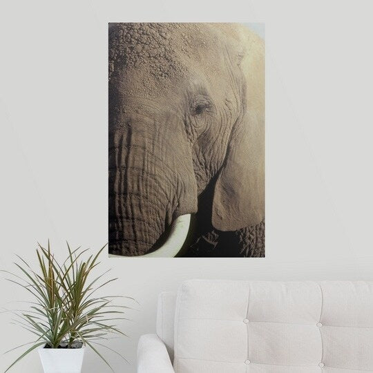 Poster Print entitled Close-up of African Elephant's face - Multi