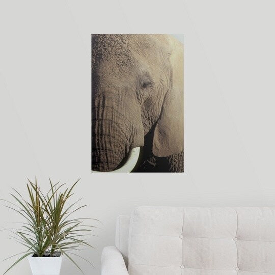 Poster Print entitled Close-up of African Elephant's face - Multi