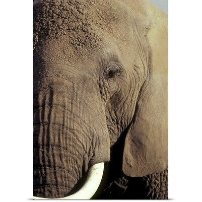 Poster Print entitled Close-up of African Elephant's face - Multi