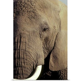 Poster Print entitled Close-up of African Elephant's face - Multi