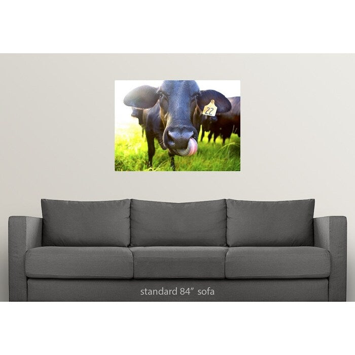 "Close-up of cow with tongue up its nose" Poster Print - Multi