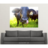 "Close-up of cow with tongue up its nose" Poster Print - Multi