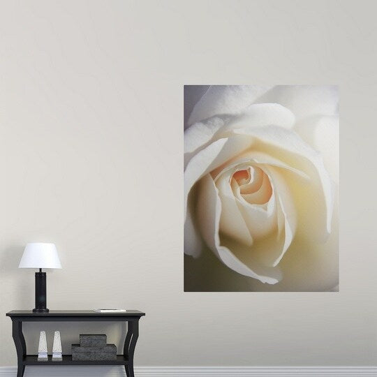 "Close up of white Iceberg rose." Poster Print - Multi
