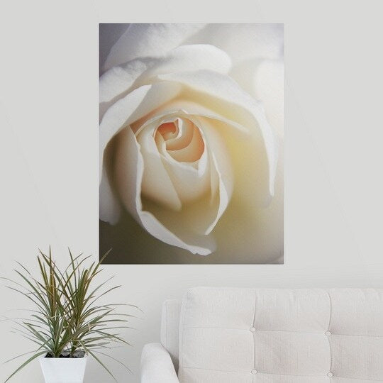 "Close up of white Iceberg rose." Poster Print - Multi