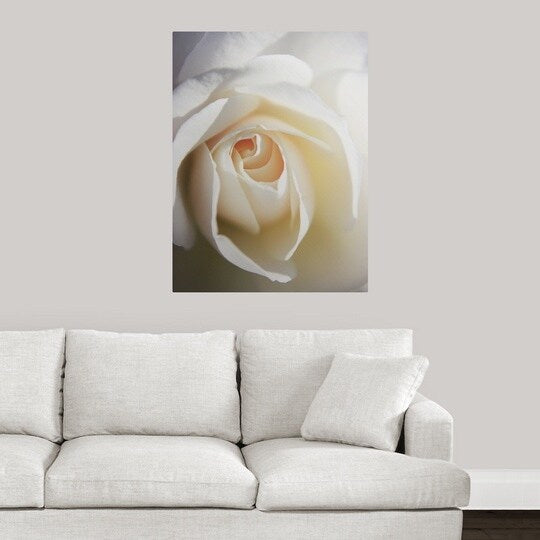 "Close up of white Iceberg rose." Poster Print - Multi