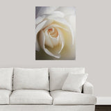 "Close up of white Iceberg rose." Poster Print - Multi