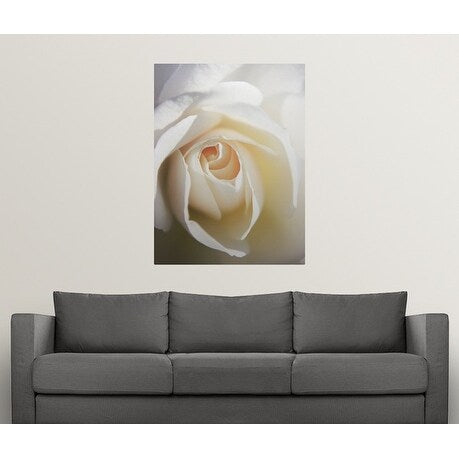 "Close up of white Iceberg rose." Poster Print - Multi