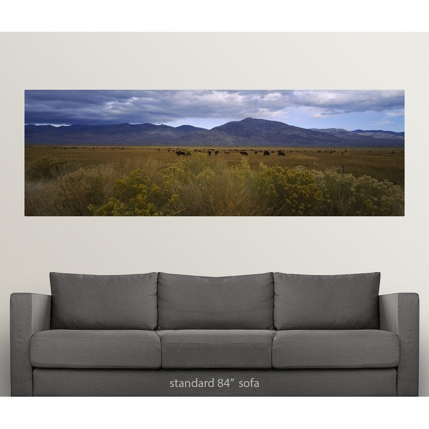 "Cows grazing in a field, Bishop, California" Poster Print