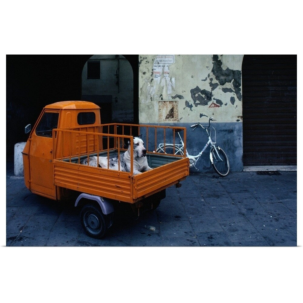 "Great Dane dog in the back of tiny orange 3-wheeled truck in Lucca, Tuscany, " Poster Print - Multi