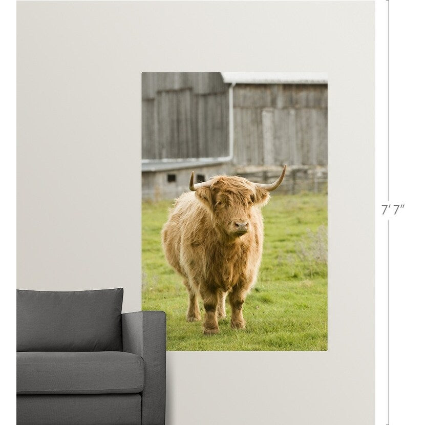 "Highland Cattle in Pasture, Burnt River, Ontario, Canada" Poster Print - Multi