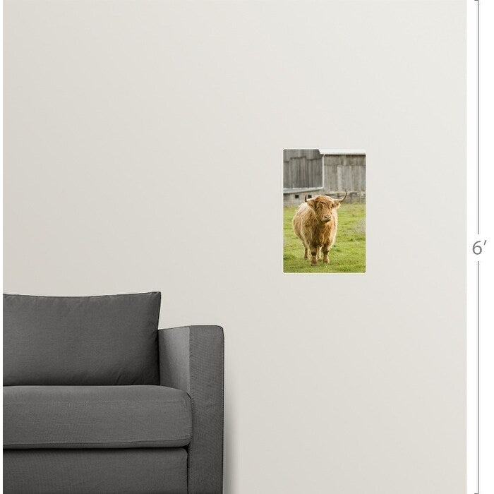 "Highland Cattle in Pasture, Burnt River, Ontario, Canada" Poster Print - Multi
