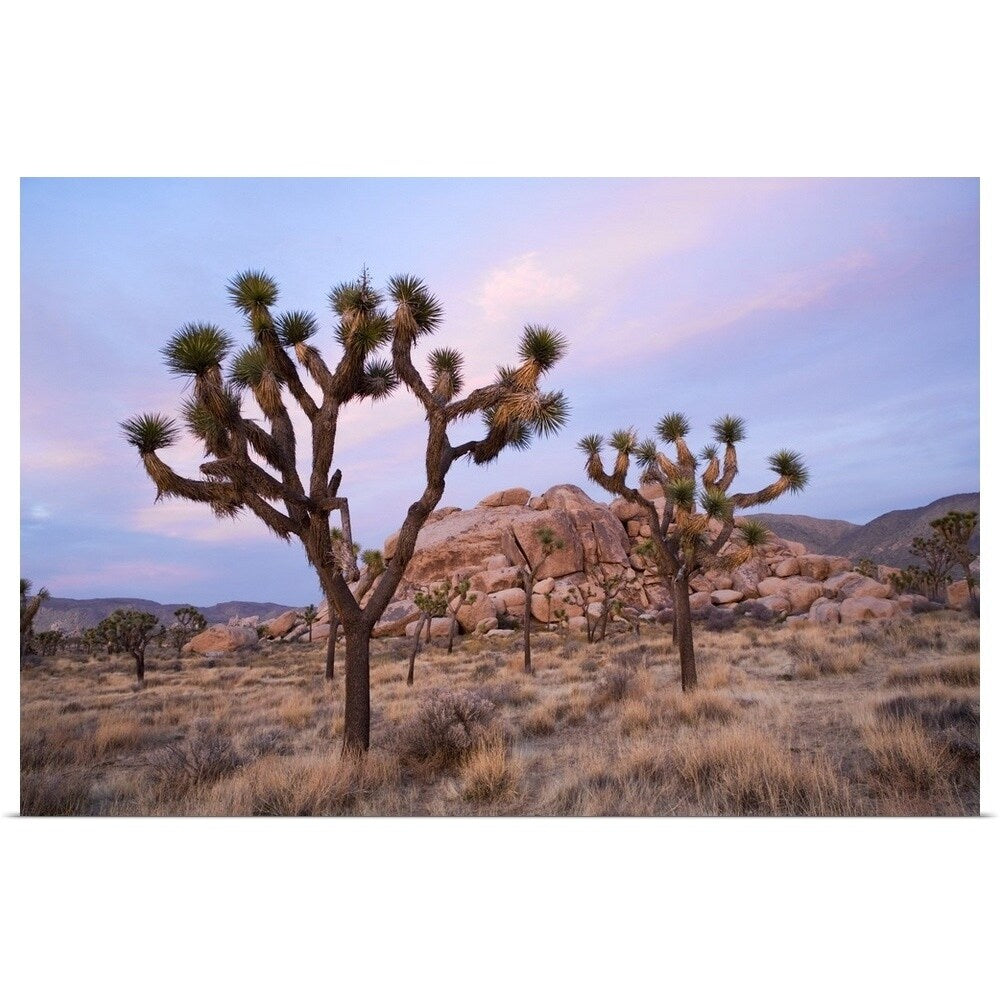 "Joshua Trees" Poster Print