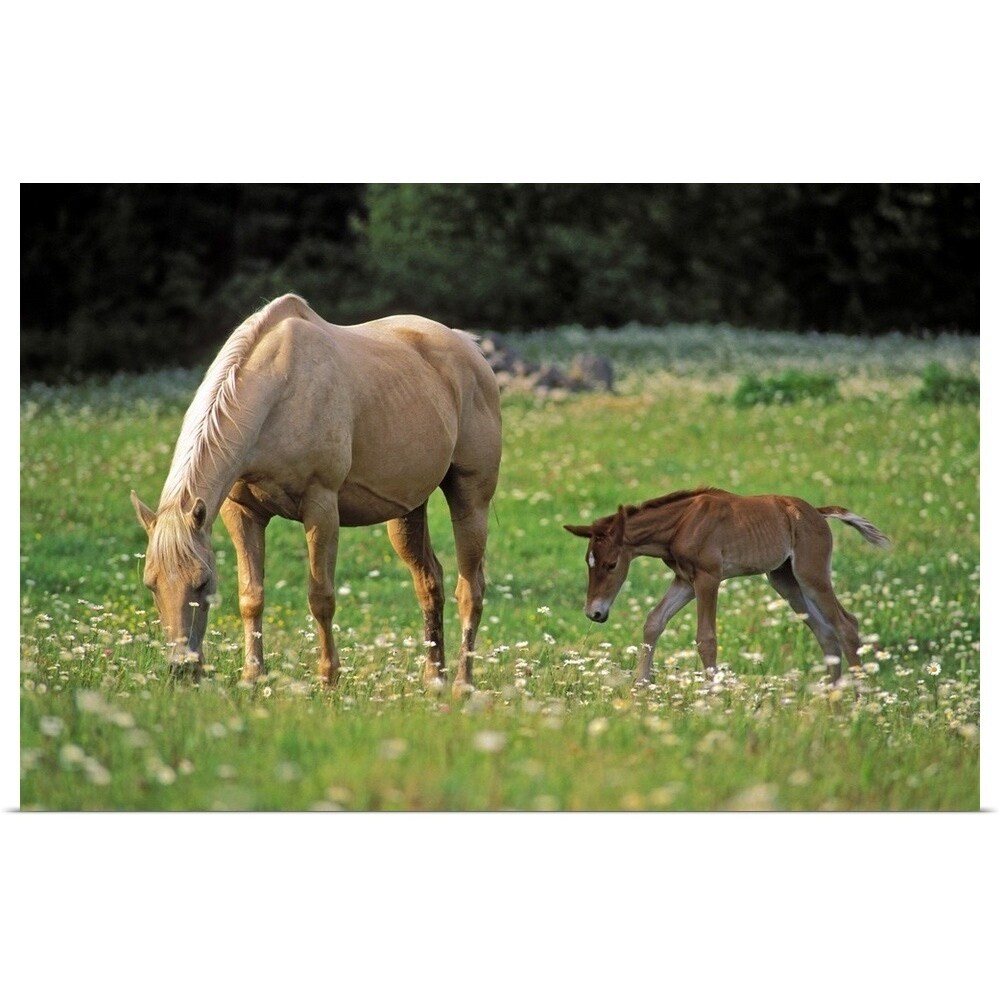 Palomino Mare with foal grazing in meadow - Multi