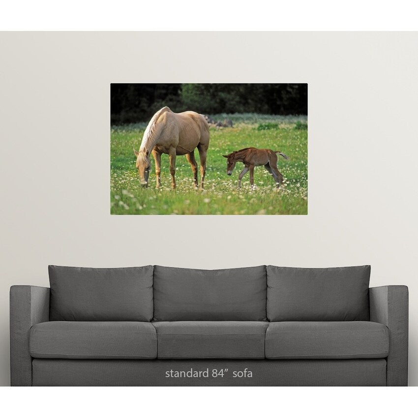 Palomino Mare with foal grazing in meadow - Multi