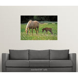 Palomino Mare with foal grazing in meadow - Multi