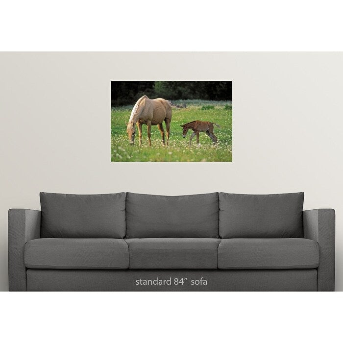 Palomino Mare with foal grazing in meadow - Multi