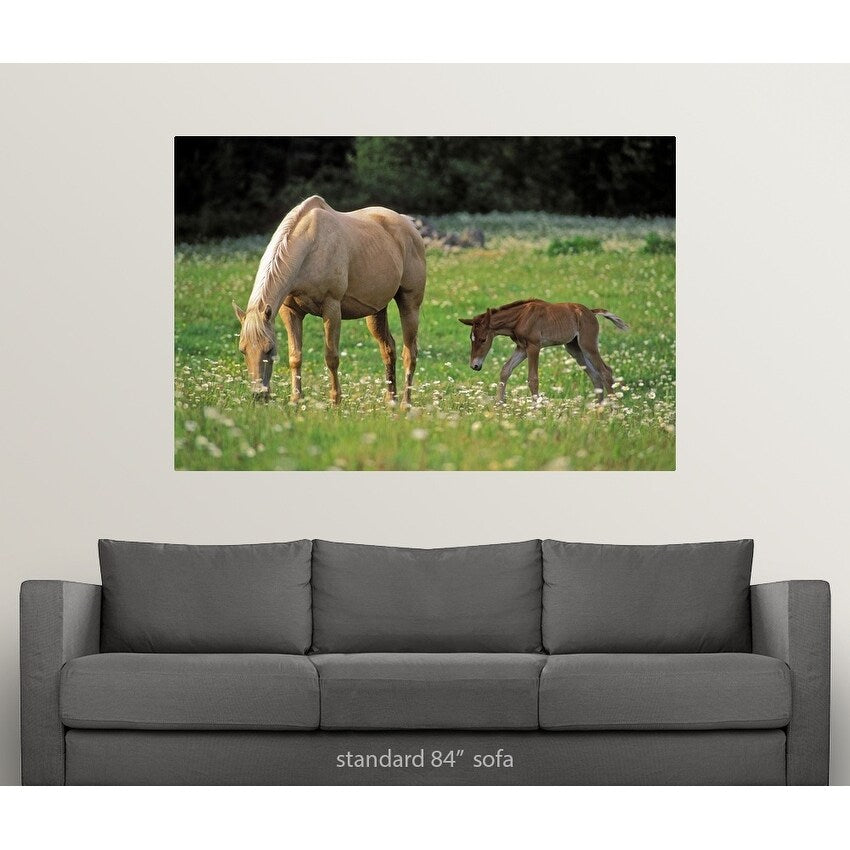 Palomino Mare with foal grazing in meadow - Multi
