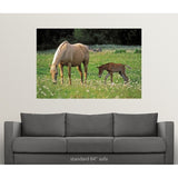 Palomino Mare with foal grazing in meadow - Multi