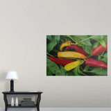 Poster Print entitled Pepper, var. 'Hot Wax', ripe chilies on plant - Multi