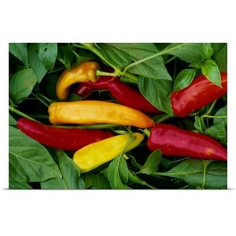 Poster Print entitled Pepper, var. 'Hot Wax', ripe chilies on plant - Multi