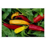Poster Print entitled Pepper, var. 'Hot Wax', ripe chilies on plant - Multi