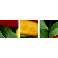 Poster Print entitled Pepper, var. 'Hot Wax', ripe chilies on plant - Multi