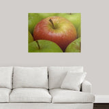Poster Print entitled Red and green apples (Malus Gala and Granny Smith) - Multi