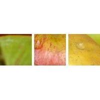 Poster Print entitled Red and green apples (Malus Gala and Granny Smith) - Multi