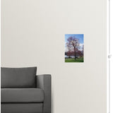 "Red maple tree (Acer rubrum) budding in spring, New York" Poster Print - Multi