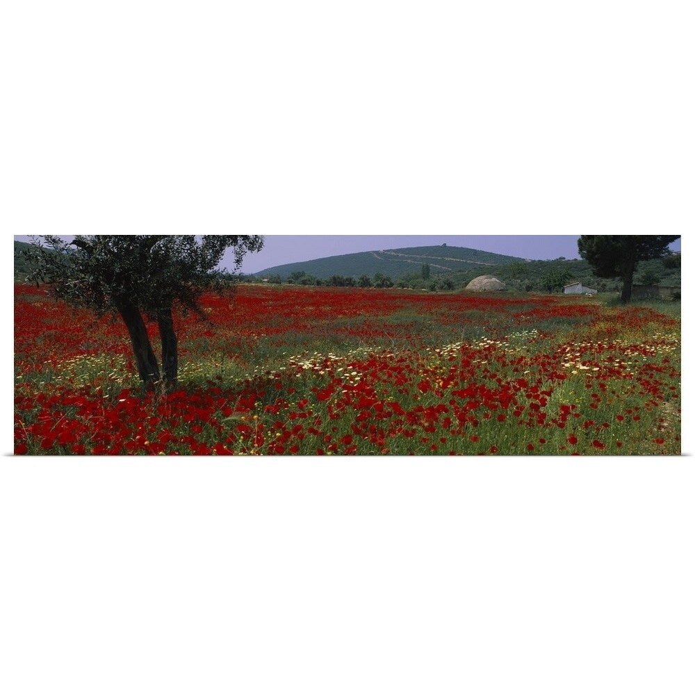 "Red poppies in a field, Turkey" Poster Print - Multi