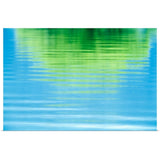 "Reflection of a tree in water" Poster Print - Multi