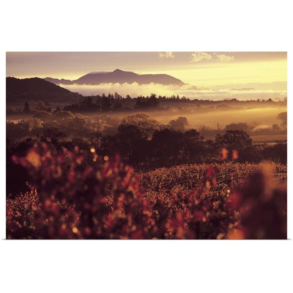 "Sunrise in Vineyards, Sonoma County, CA" Poster Print - Multi