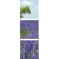 Poster Print entitled Tree in Lavender Field (Lavandula) in Valensole Plain, Alpes-de-Haute Provence, France - Multi
