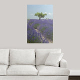 Poster Print entitled Tree in Lavender Field (Lavandula) in Valensole Plain, Alpes-de-Haute Provence, France - Multi