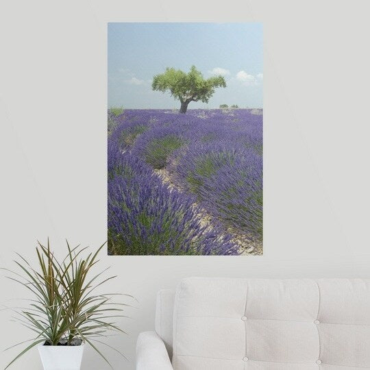 Poster Print entitled Tree in Lavender Field (Lavandula) in Valensole Plain, Alpes-de-Haute Provence, France - Multi